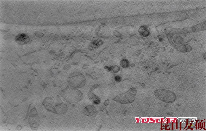 宝坻蔡司双束电镜