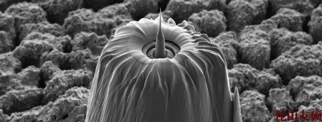 宝坻蔡司宝坻X射线显微镜